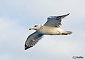 Larus californicus